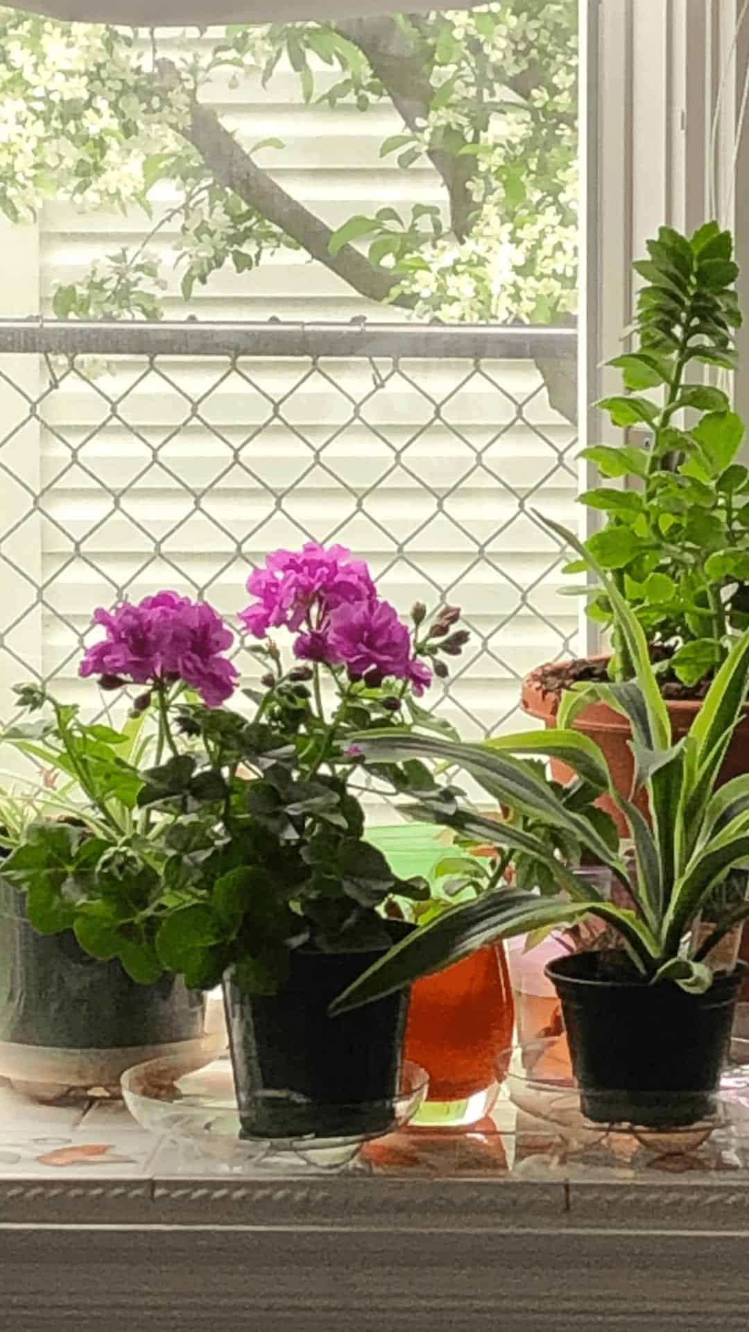 Bay Window – חלום של חלון